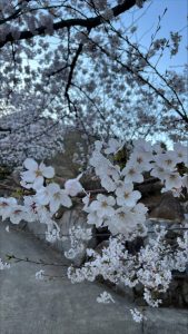 高松　桜　