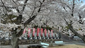 高松　桜