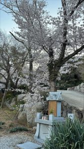 高松　桜