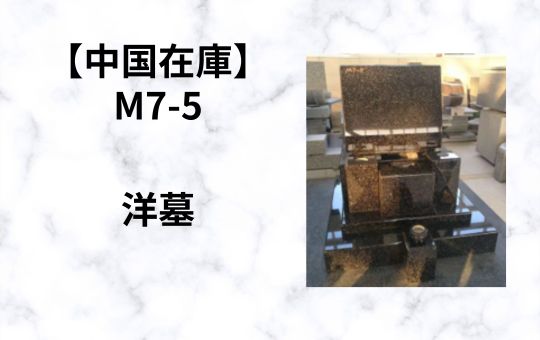 【中国在庫】M7-5　洋墓（7.2才）G-1　特価！！